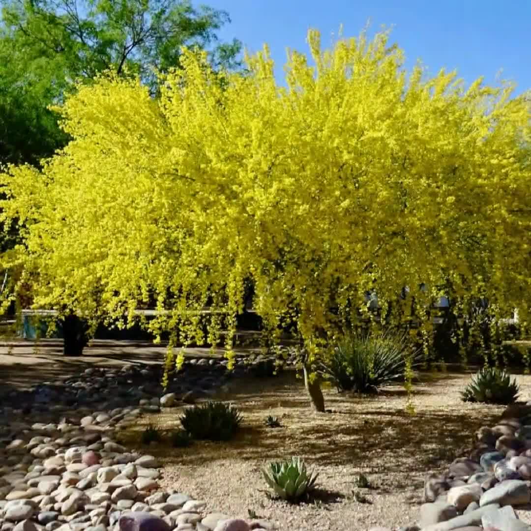 Palo Verde Tree Seeds Thornless Hybrid: Vibrant Yellow Blossoms